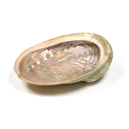 Abalone smudging shell Haliotis diversicolor S image