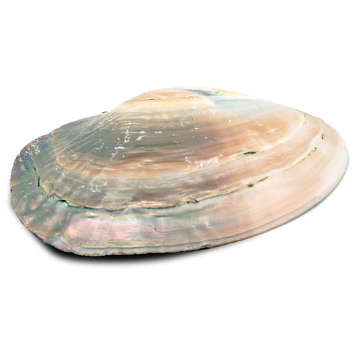 Abalone skjell |Mother of Pearl Shell with pearls  image