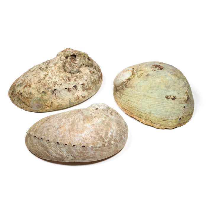 Abalone smudging shell Haliotis diversicolor S image