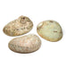 Abalone smudging shell Haliotis diversicolor S image