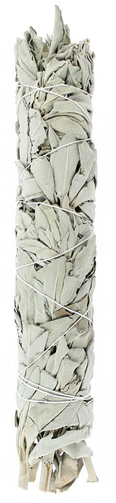 California White Sage (22 cm) image