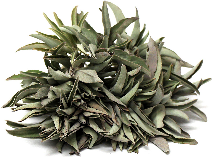 Hvit Salvie M - White Sage Smudge Medium 14-15 cm  image