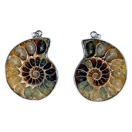 Ammonite anheng  image