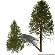 Ka Fuh - Japansk røkelse Hinoki - Cypres 50 pinner  image