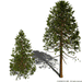 Ka Fuh - Japansk røkelse Hinoki - Cypres 50 pinner  image