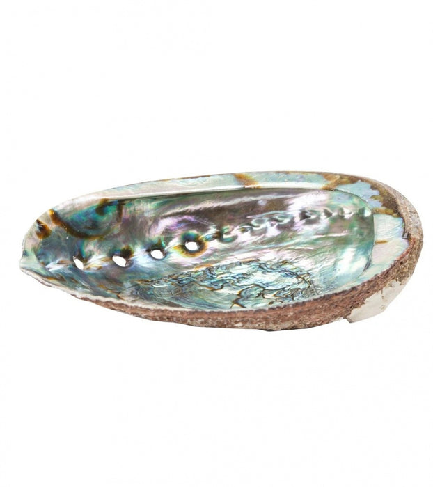 Regnbueskjell Abalone ( Paua) Haliotis Iris  image