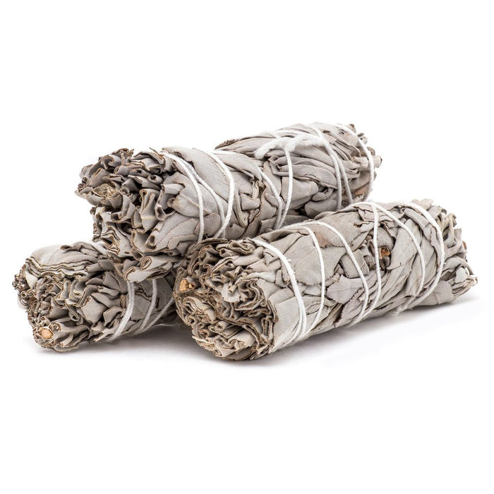 Hvit Salvie -  White Sage Smudge  Medium 14-16 cm  image